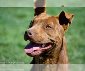 Medium Photo #1 American Pit Bull Terrier-Labrador Retriever Mix Puppy For Sale in Hesperia, CA, USA