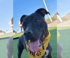 Bullboxer Pit Dogs for adoption in phoenix, AZ, USA