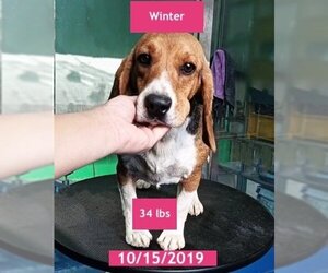 Beagle Dogs for adoption in West Hollywood, CA, USA