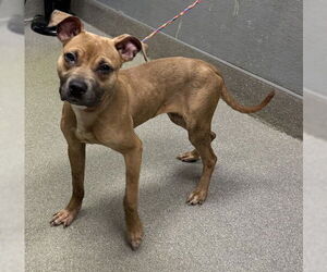 American Pit Bull Terrier-Unknown Mix Dogs for adoption in Las Vegas, NV, USA