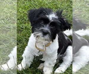 Havanese Dogs for adoption in Sioux Falls, SD, USA