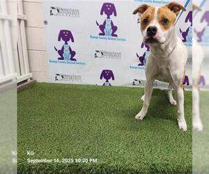 Beagle-Unknown Mix Dogs for adoption in Orlando, FL, USA