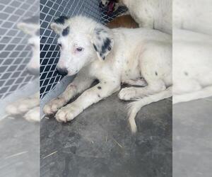 Australian Cattle Dog Dogs for adoption in Bakersfield, CA, USA