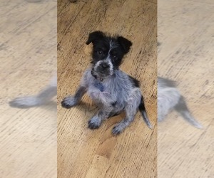 Small German Wirehaired Pointer Mix