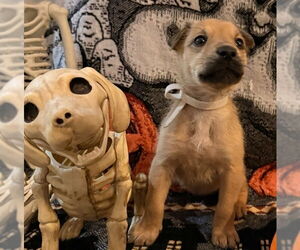 Australian Shepherd-Unknown Mix Dogs for adoption in Lakewood, CO, USA