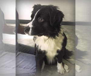 Border Collie Dogs for adoption in Holly Springs, MS, USA