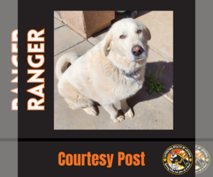 Great Pyrenees Dogs for adoption in Chandler, AZ, USA