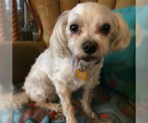 Maltipoo Dogs for adoption in FAIRLAWN, OH, USA