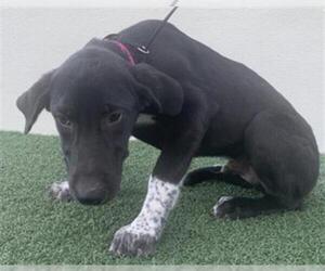 Labrador Retriever Dogs for adoption in Visalia, CA, USA