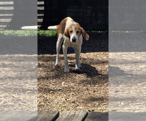 Medium Photo #2 Mutt Puppy For Sale in Rustburg, VA, USA