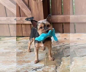 Mutt Dogs for adoption in Social Circle, GA, USA