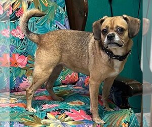 Puggle Dogs for adoption in Perry, GA, USA