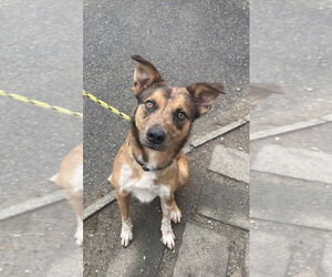 Catahoula Leopard Dog-Unknown Mix Dogs for adoption in Brewster, NY, USA