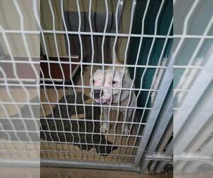 Mutt Dogs for adoption in Texas City, TX, USA