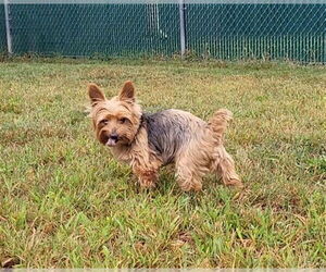 Mutt Dogs for adoption in Springfield, MA, USA