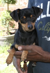 Miniature Pinscher-Unknown Mix Dogs for adoption in Sugar Land, TX, USA