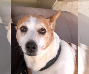 Beagle-Unknown Mix Dogs for adoption in Boca Raton, FL, USA