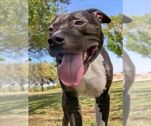 American Pit Bull Terrier-Labrador Retriever Mix Dogs for adoption in Las Vegas, NV, USA