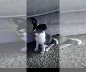 Chihuahua-Unknown Mix Dogs for adoption in Dana Point, CA, USA