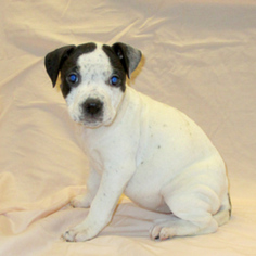 Medium Photo #1 Bulloxer Puppy For Sale in Fayetteville, TN, USA