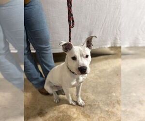 American Staffordshire Terrier Dogs for adoption in Benton, PA, USA