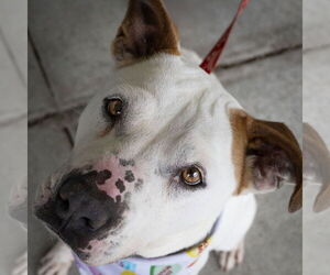 American Pit Bull Terrier Dogs for adoption in Wilmington, NC, USA
