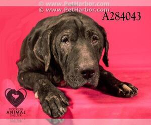 Labrador Retriever Dogs for adoption in Stockton, CA, USA