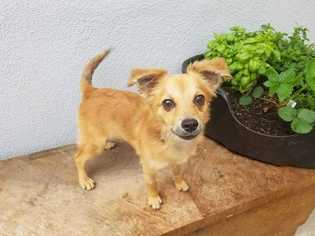Pomeranian-Unknown Mix Dogs for adoption in Sylmar, CA, USA