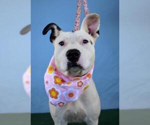 American Pit Bull Terrier Dogs for adoption in Bakersfield, CA, USA