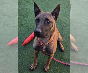 Mutt Dogs for adoption in Sacramento, CA, USA