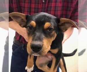Boxweiler Dogs for adoption in Amarillo, TX, USA