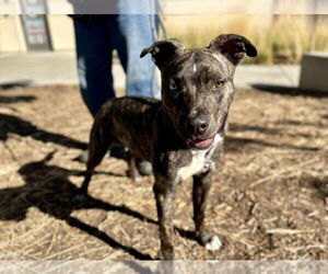 American Pit Bull Terrier-Unknown Mix Dogs for adoption in Martinez, CA, USA