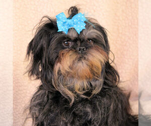 Affenpinscher Dogs for adoption in Bon Carbo, CO, USA