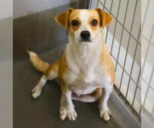 Chihuahua-Unknown Mix Dogs for adoption in San Antonio, TX, USA