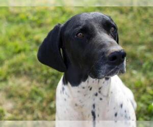 German Shorthaired Pointer Dogs for adoption in Placerville, CA, USA