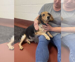 Beagle Dogs for adoption in Westminster, MD, USA