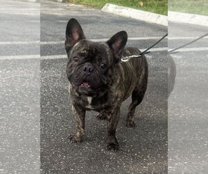 French Bulldog-Unknown Mix Dogs for adoption in Royal Palm Beach, FL, USA