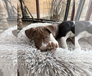 Mutt Dogs for adoption in Fort Collins, CO, USA
