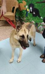 German Shepherd Dog Dogs for adoption in Columbus, GA, USA