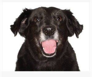 Border Collie-Unknown Mix Dogs for adoption in Fort Pierce, FL, USA