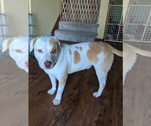 Small American Bulldog Mix