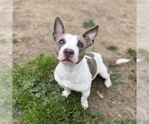 Cardigan Welsh Corgi-Chihuahua Mix Dogs for adoption in Modesto, CA, USA