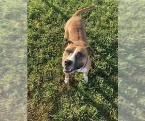 Staffordshire Bull Terrier-Unknown Mix Dogs for adoption in Louisville, KY, USA