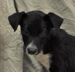 Medium Photo #1 Border Collie-Unknown Mix Puppy For Sale in Silver Spring, MD, USA