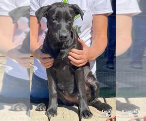Sheprador Dogs for adoption in Washington, DC, USA