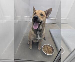 German Shepherd Dog-Unknown Mix Dogs for adoption in Mobile, AL, USA