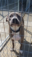Medium Photo #1 Mutt Puppy For Sale in Colfax, IL, USA