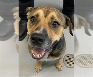 Labrador Retriever Dogs for adoption in Corpus Christi, TX, USA