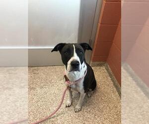 American Pit Bull Terrier Dogs for adoption in Pueblo, CO, USA