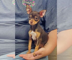 Chihuahua Dogs for adoption in Amarillo, TX, USA